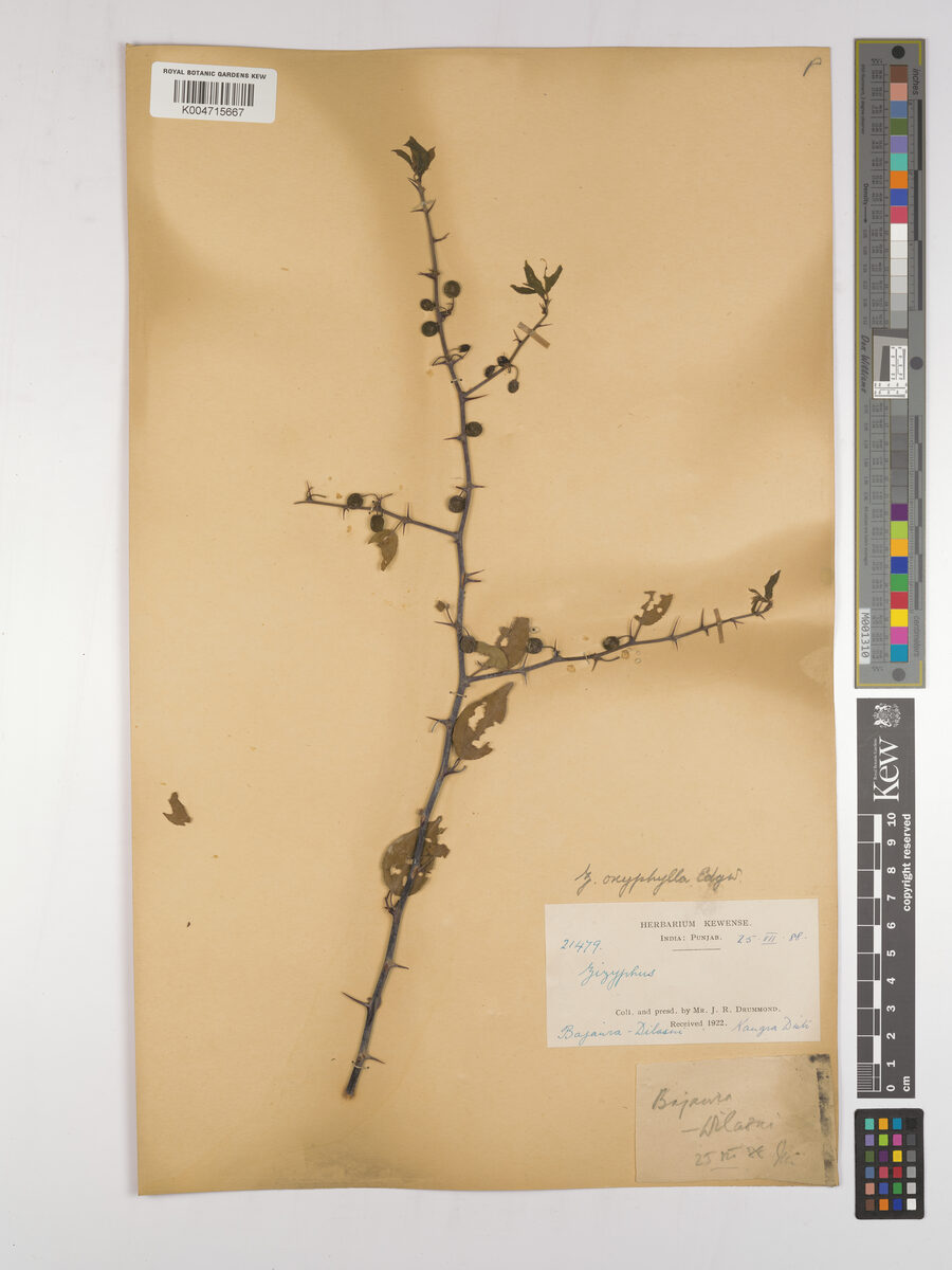 Ziziphus oxyphylla (Pointed fruit jujube) — photo