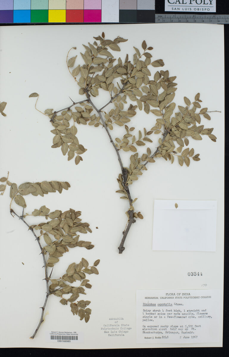 Ziziphus oxyphylla (Pointed fruit jujube) — photo