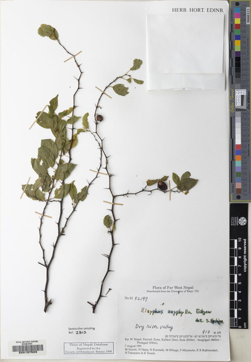 Ziziphus oxyphylla