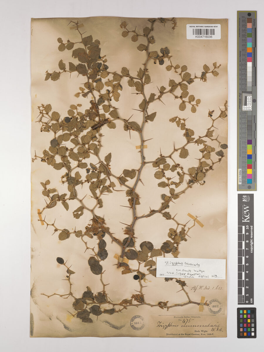 Ziziphus truncata — photo