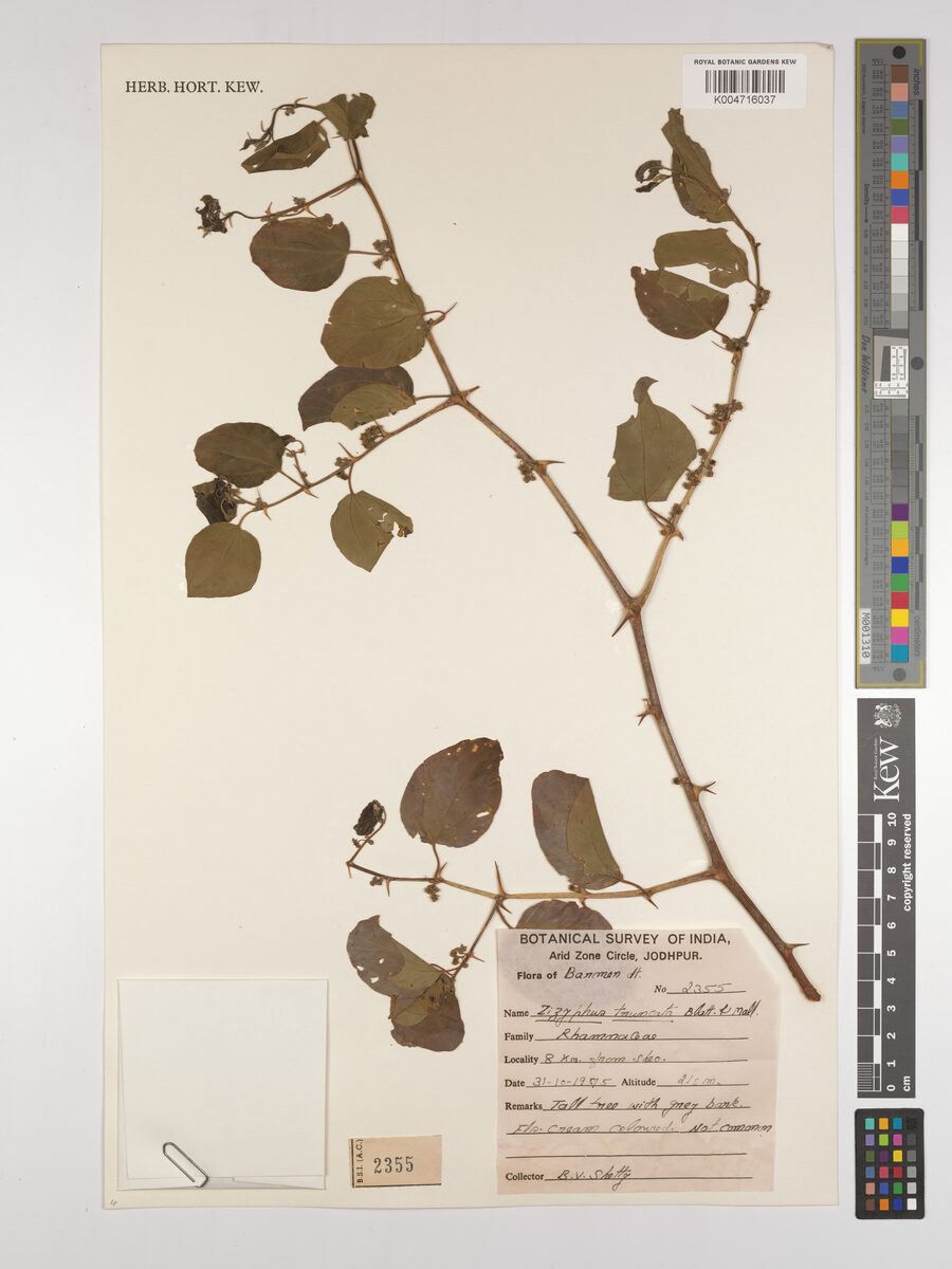 Ziziphus truncata
