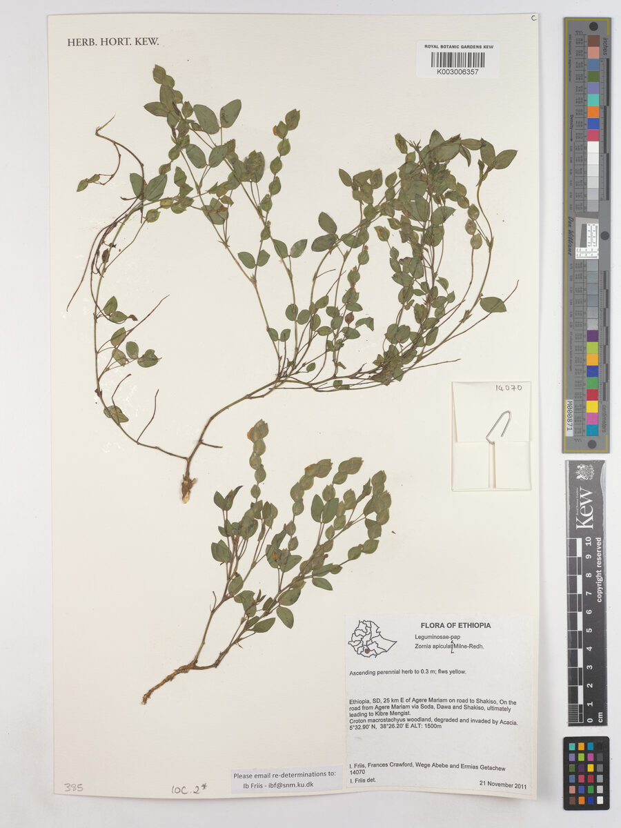 Zornia apiculata — photo