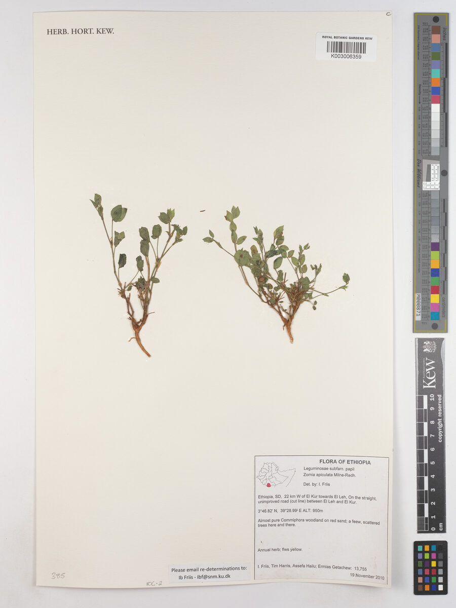 Zornia apiculata — photo