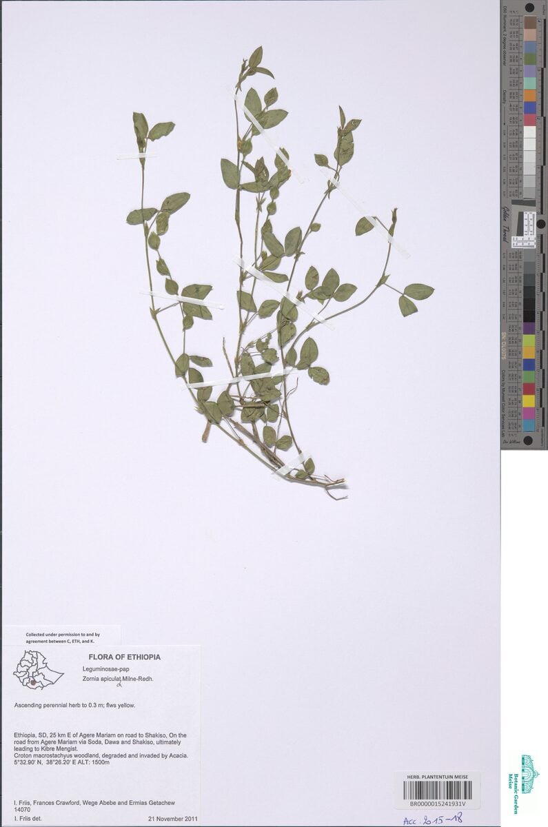 Zornia apiculata