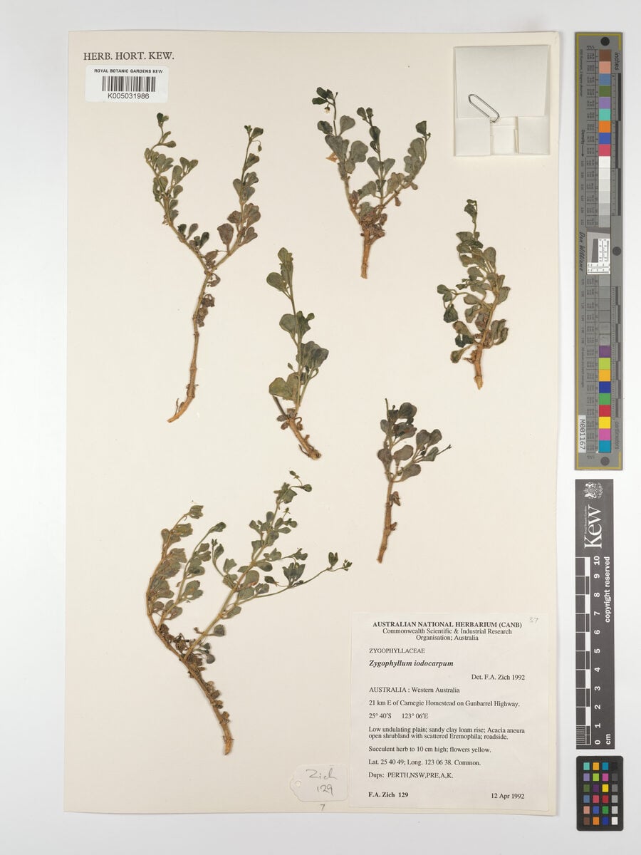 Zygophyllum iodocarpum (Violet twinleaf) — photo