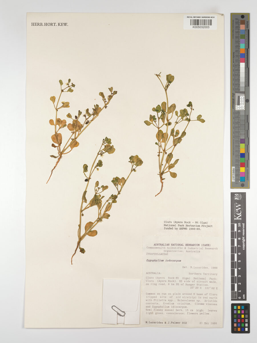 Zygophyllum iodocarpum (Violet twinleaf) — photo