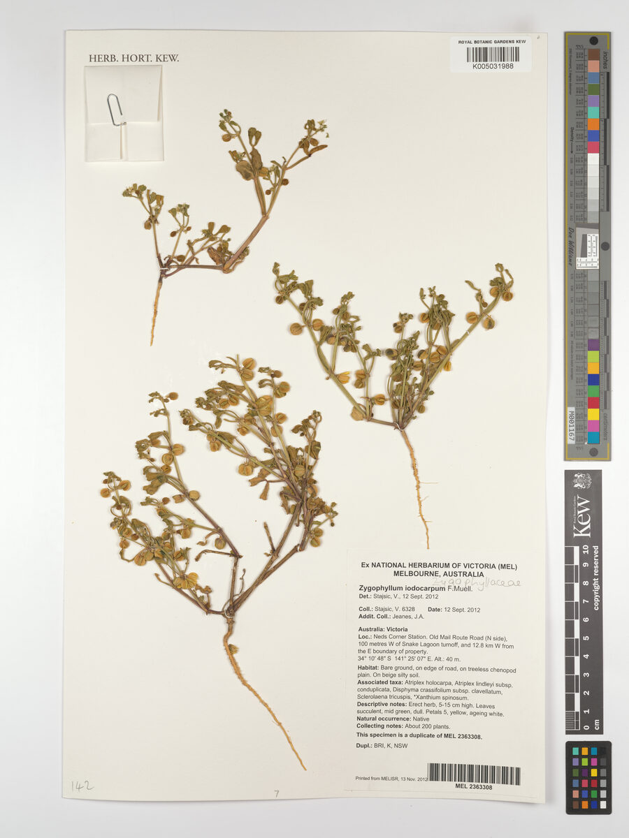 Zygophyllum iodocarpum