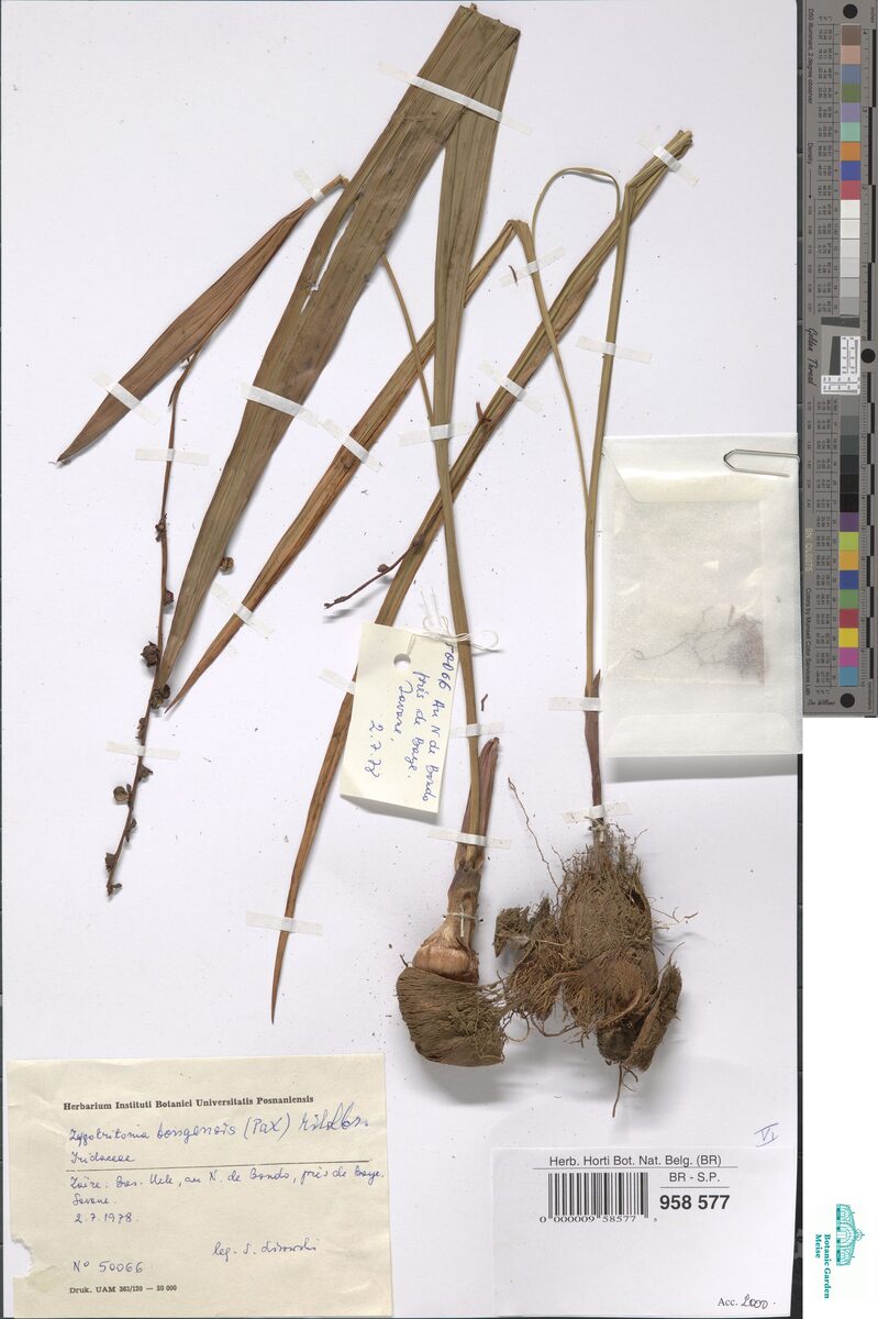 Zygotritonia bongensis — photo