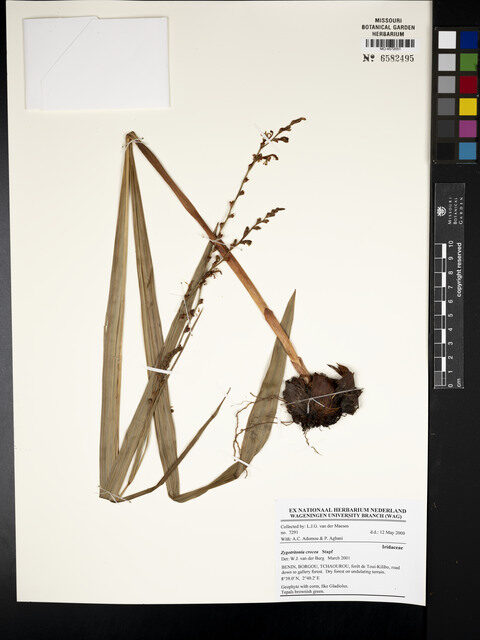 Zygotritonia bongensis