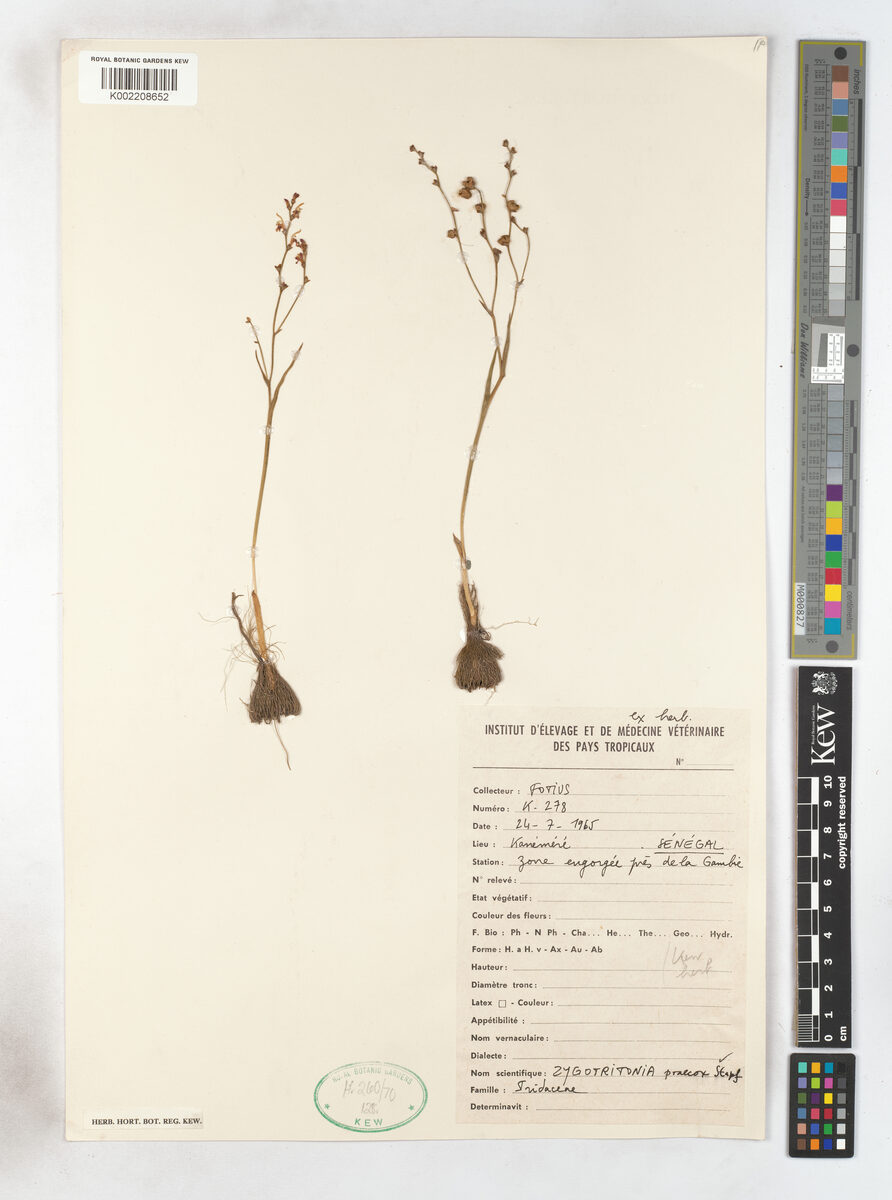 Zygotritonia praecox