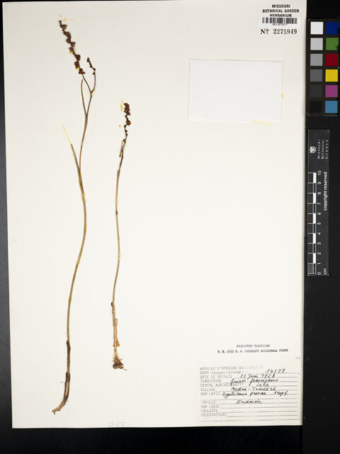 Zygotritonia praecox — photo