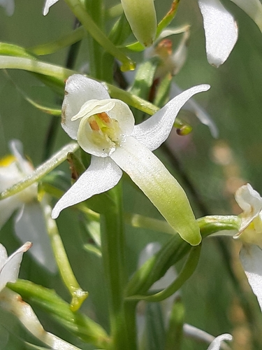 Platanthera bifolia (Vimenjak) — photo
