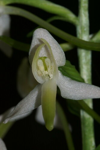 Platanthera bifolia (Vimenjak) — photo