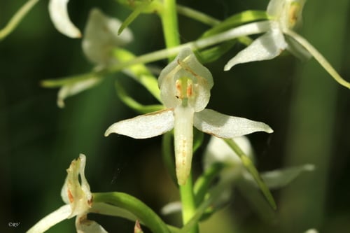 Platanthera bifolia
