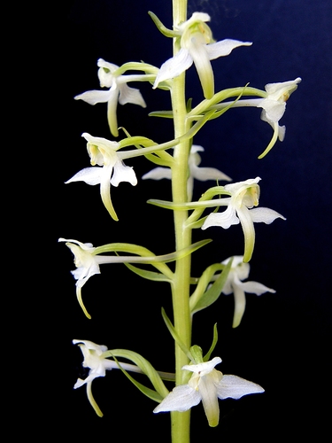Platanthera chlorantha — photo
