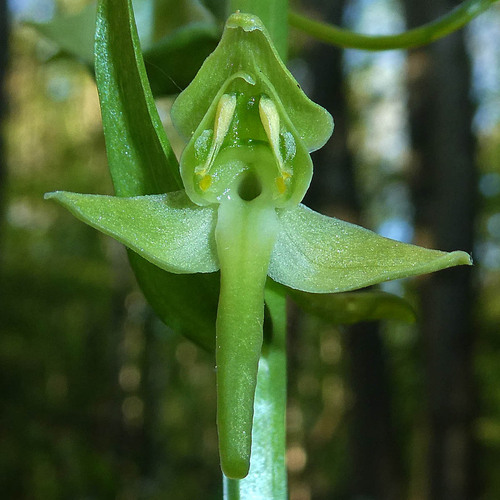 Platanthera chlorantha — photo