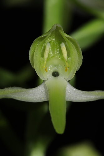 Platanthera chlorantha