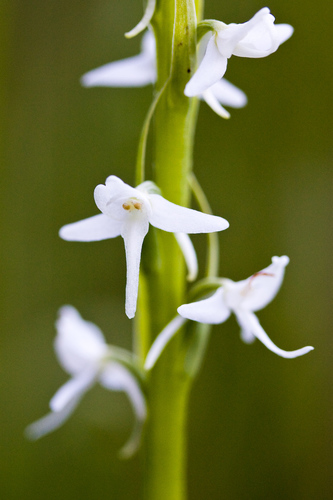 Platanthera dilatata (White bog-orchid) — photo