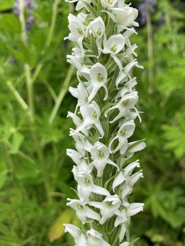 Platanthera dilatata (White bog-orchid) — photo