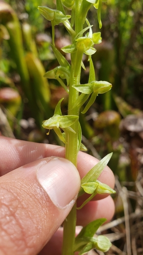 Platanthera sparsiflora (Canyon bog orchid) — photo