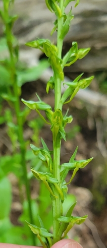 Platanthera sparsiflora (Canyon bog orchid) — photo