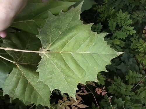 Platanus occidentalis (American sycamore) — photo