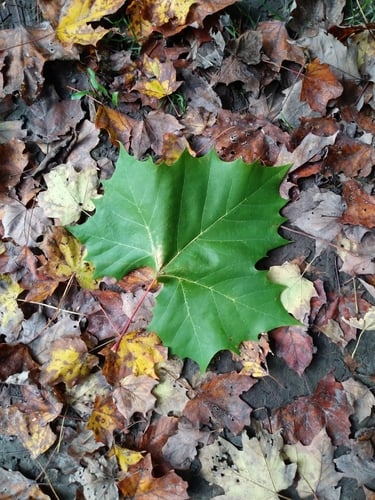 Platanus occidentalis (American sycamore) — photo