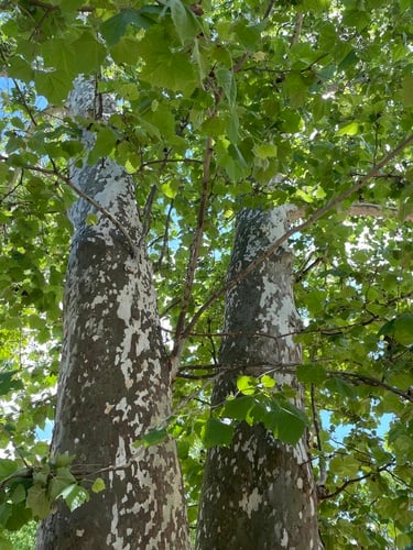 American sycamore