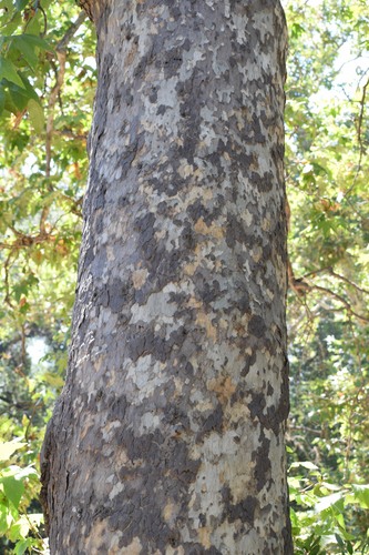Platanus racemosa (California sycamore) — photo