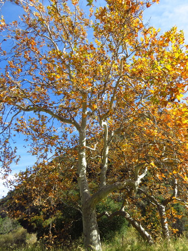 Platanus racemosa (California sycamore) — photo
