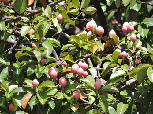Platonia esculenta (Bakuri) — photo