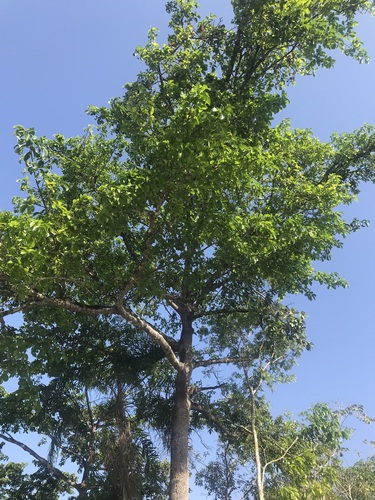 Platonia insignis var. formosa — photo