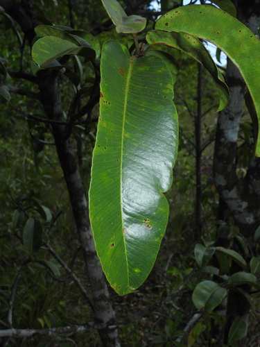 Platonia insignis var. formosa — photo