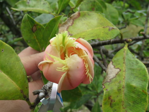 Platonia insignis var. formosa