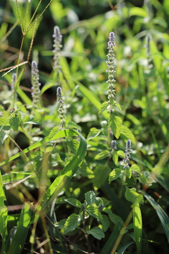 Platostoma africanum — photo