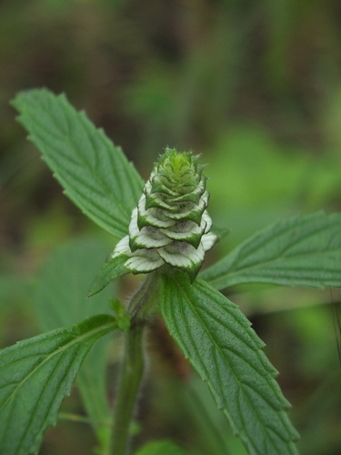 Platostoma hispidum — photo