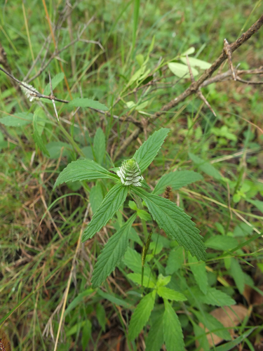 Platostoma hispidum — photo