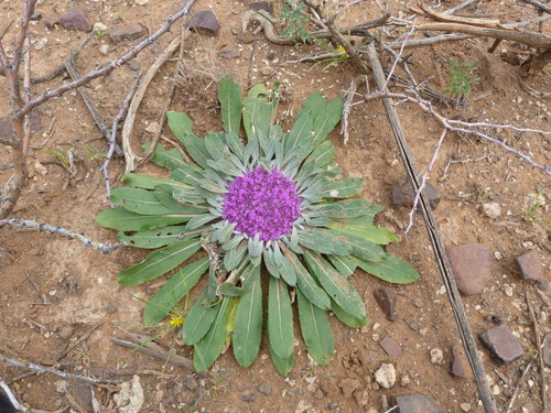 Platycarphella carlinoides (Rivierkool) — photo