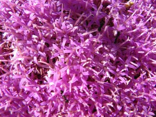 Platycarphella carlinoides (Rivierkool) — photo