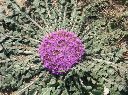 Platycarphella carlinoides