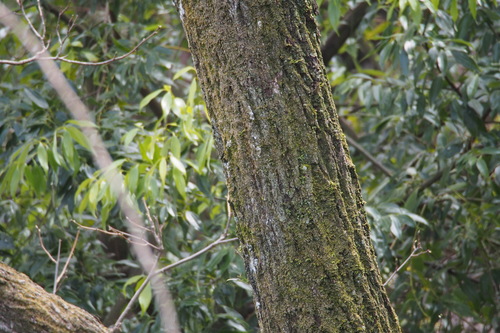 Platycarya strobilacea (Hua ziang shu) — photo