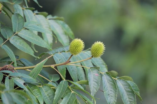 Platycarya strobilacea (Hua ziang shu) — photo