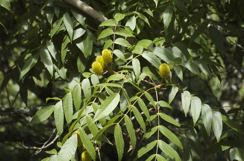 Platycarya strobilacea