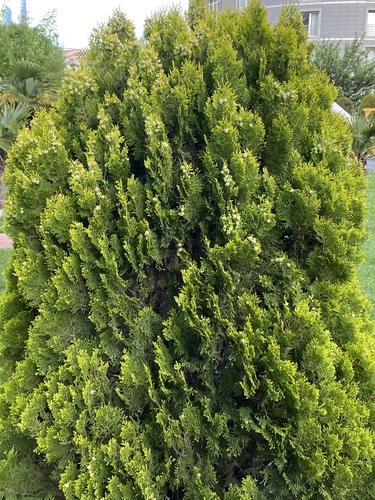 Platycladus orientalis (Oriental cedar) — photo