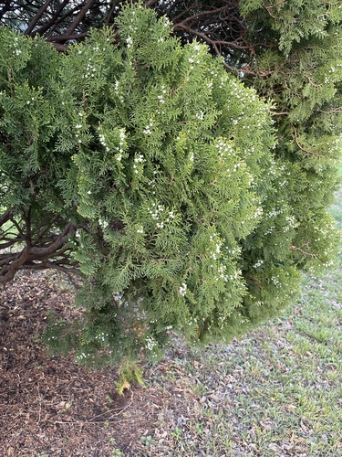 Platycladus orientalis (Oriental cedar) — photo