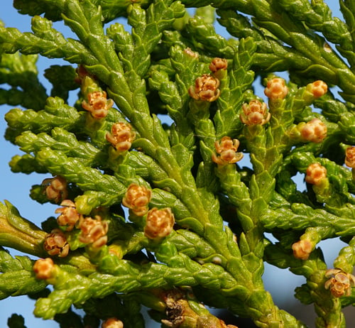 Platycladus orientalis