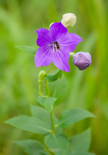 Platycodon grandiflorus (Balloon flower) — photo