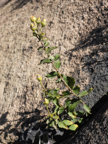 Platycodon grandiflorus (Balloon flower) — photo