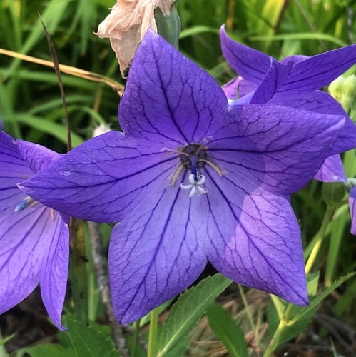 Platycodon grandiflorus