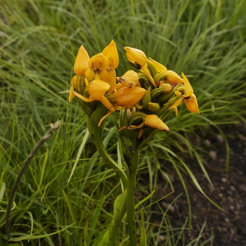 Platycoryne crocea — photo